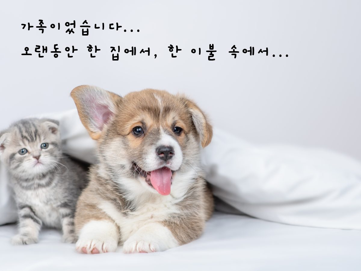 가족이었습니다 — 침대 위 강아지와 고양이